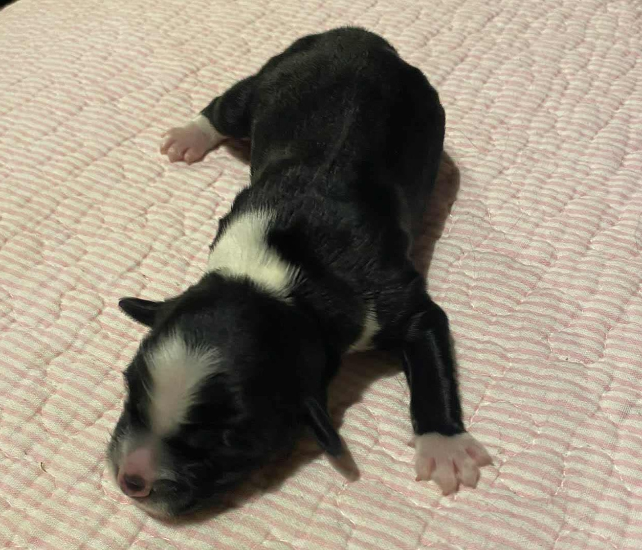 Ki-po Ziis The Star Nusakan