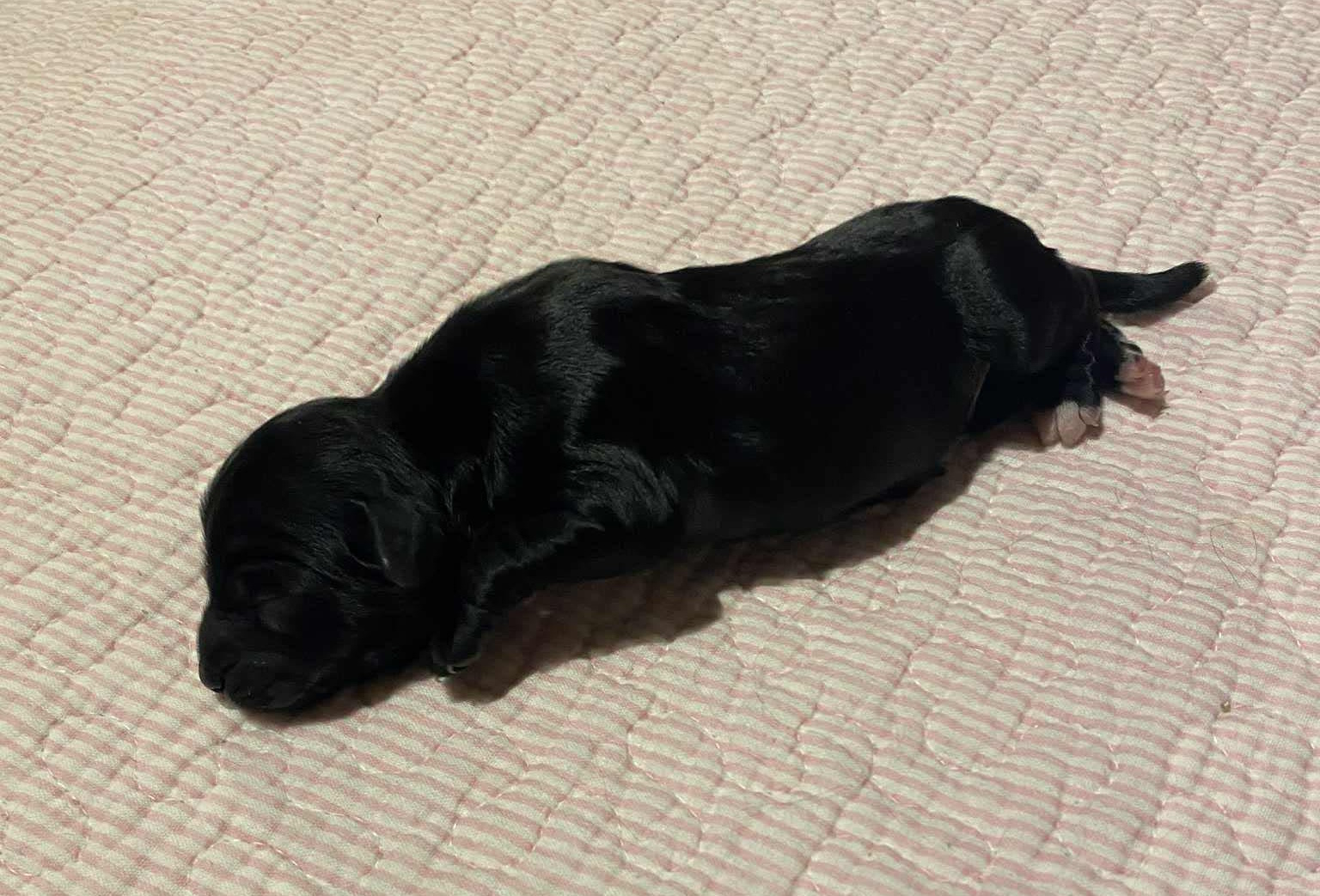 Ki-po Ziis The Star Rasalas