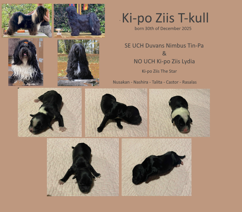 T-kull født 30.12.2025 (3+2)