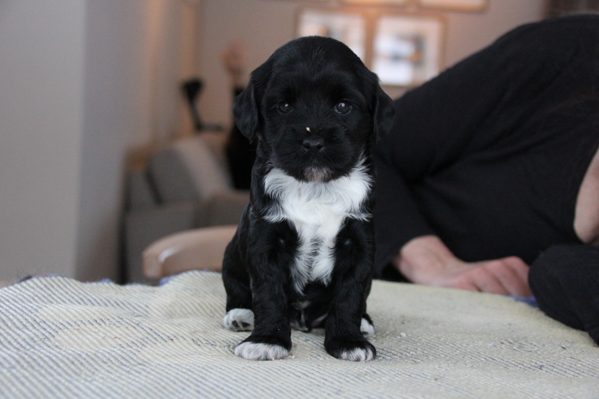 Ki-po Ziis The Star Castor " Max"