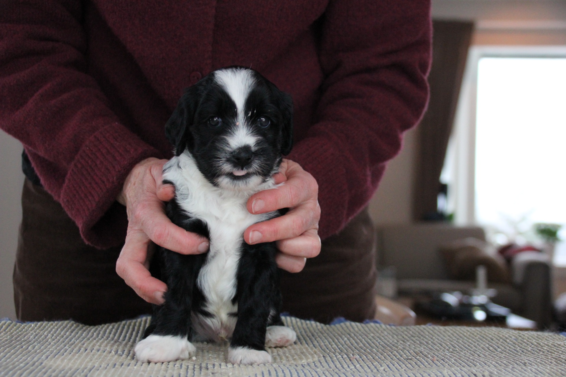 Ki-po Ziis The Star Nusakan "Bajas"