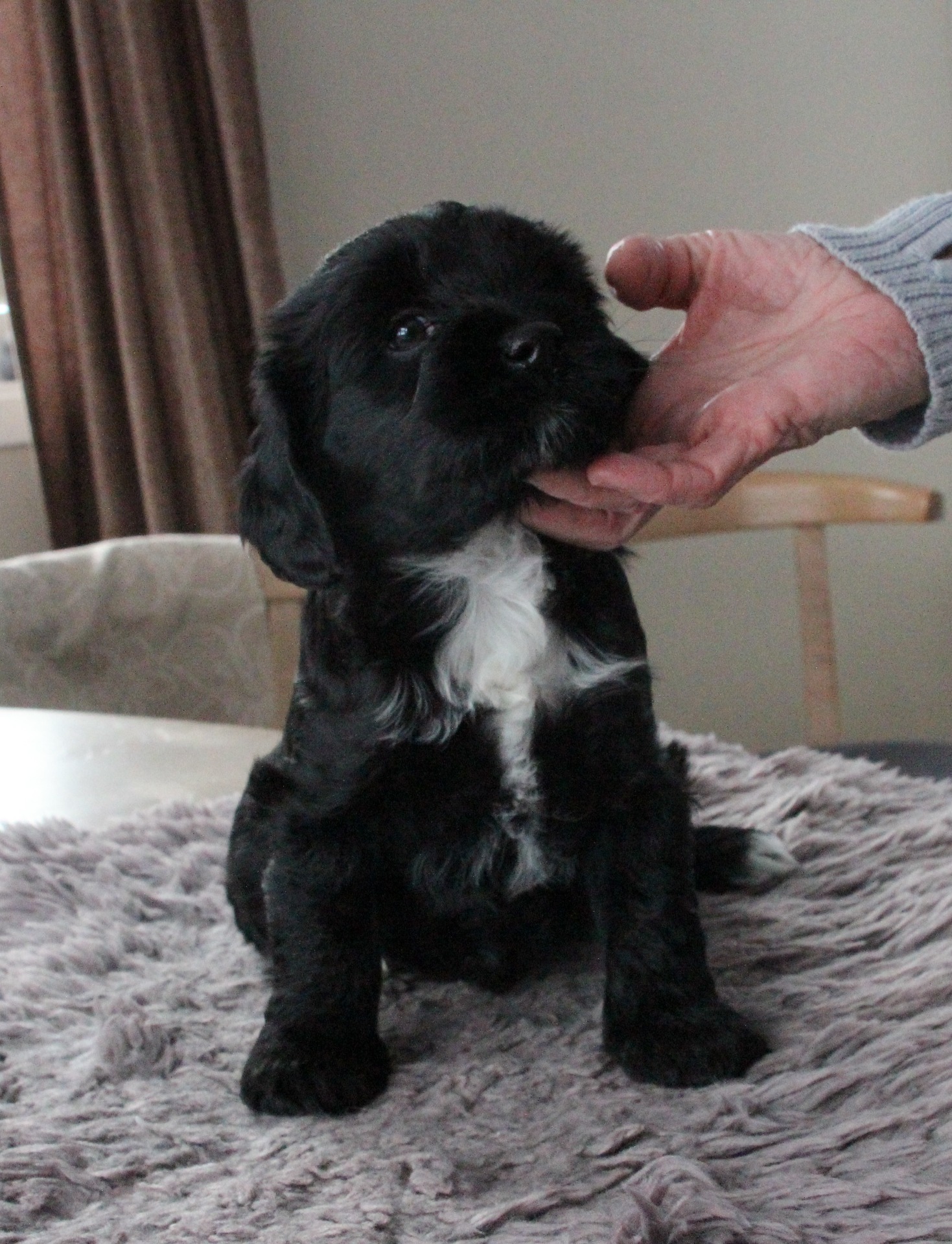 Ki-po Ziis The Start Nashira " Chica"