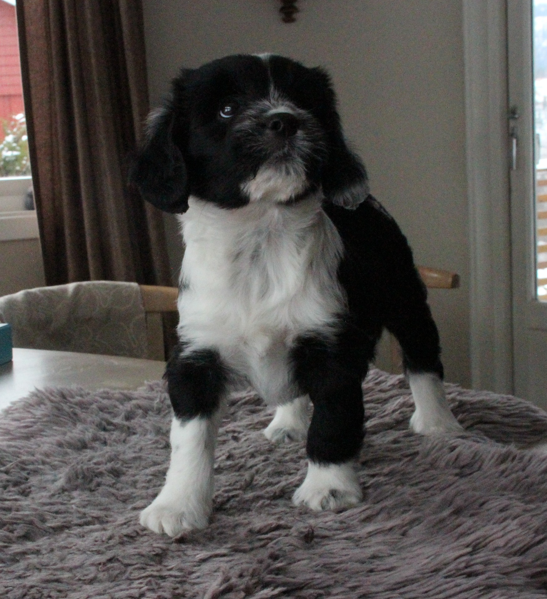 Ki-po Ziis The Star Talita "Talita"