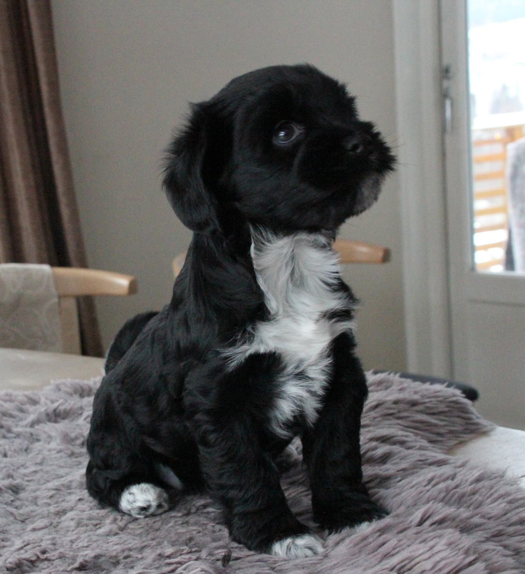 Ki-po Ziis The Star Castor " Max"