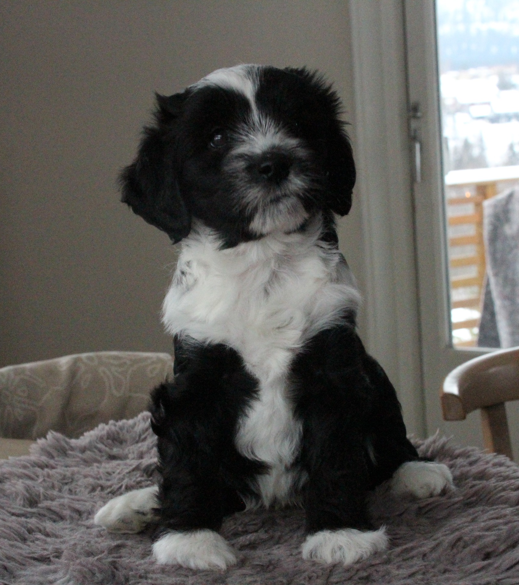 Ki-po Ziis The Star Nusakan "Bajas"